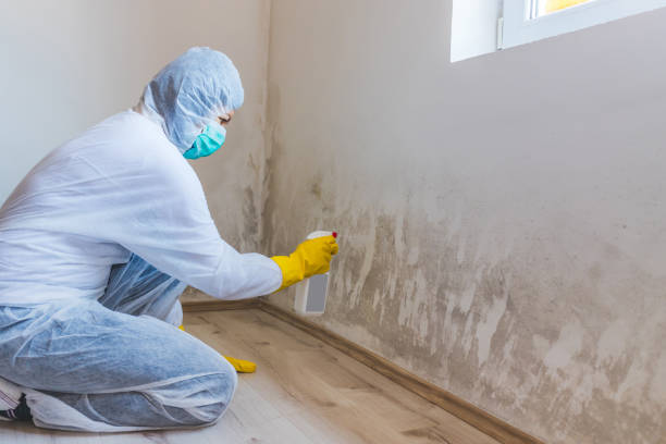 Mold Removal Process in Paw Paw Lake, MI