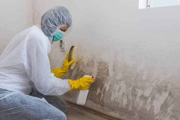 Best Commercial Mold Removal  in Paw Paw Lake, MI