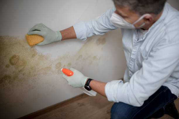 Paw Paw Lake, MI Mold Removal Company