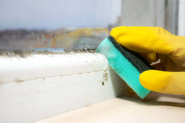 Best Mold Removal Company Near Me  in Paw Paw Lake, MI