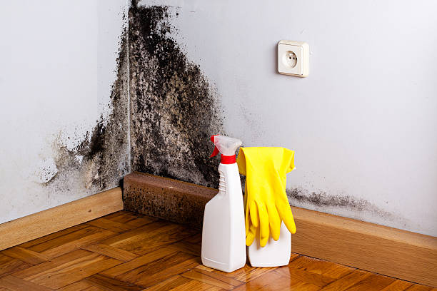 Best Mold Damage Repair  in Paw Paw Lake, MI